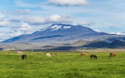 Co má společného Island, ovce a patní ostruha?