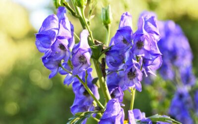 Aconitum napellus – kde jej můžeme využít