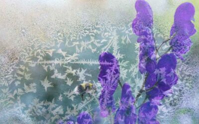 Aconitum napellus – studený vítr a mráz