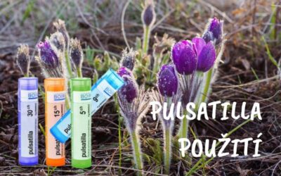 Pulsatilla – účinky, použití a kdy vám může pomoci