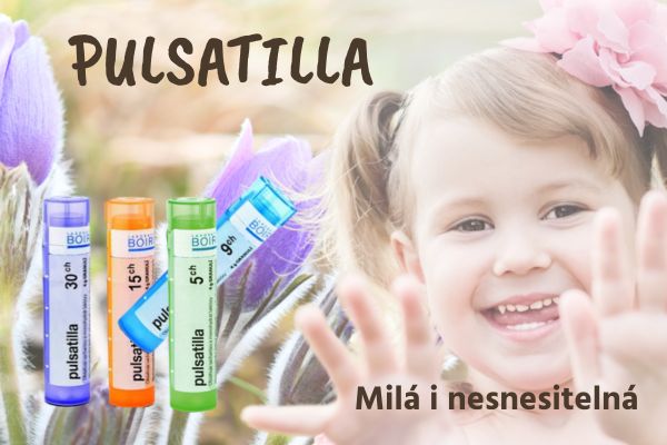 Pulsatilla milá i nesnesitelná